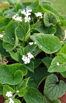 �������� ������������� BETTY BOWRING