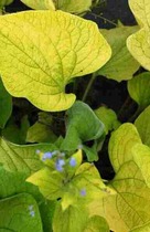 �������� ������ ���� Diane's Gold