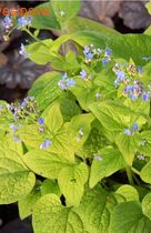 �������� ���� ����