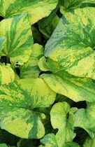 �������� Brunnera Gold Strike
