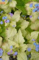 �������� Yellow Spring