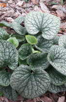 �������� ������������� ���������'� �����