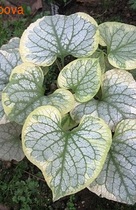 �������� ����� ������