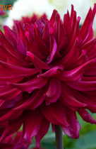 �������� �������������� ����� �����