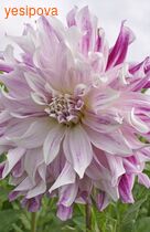 �������� ���� ������� �����